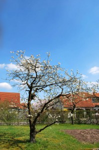 Cherry Tree Germany