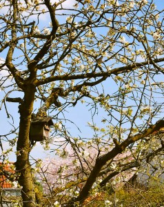 Bird Birdhouse Cherry Tree Germany