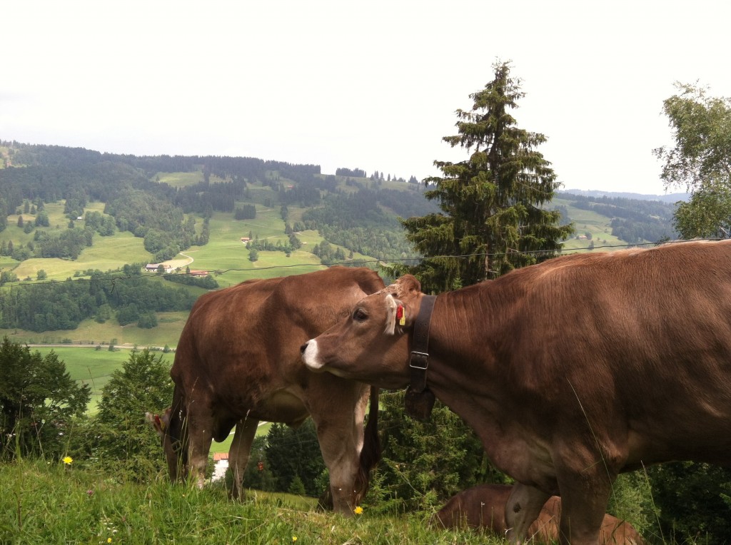 Cows at Alpsee Bergwelt