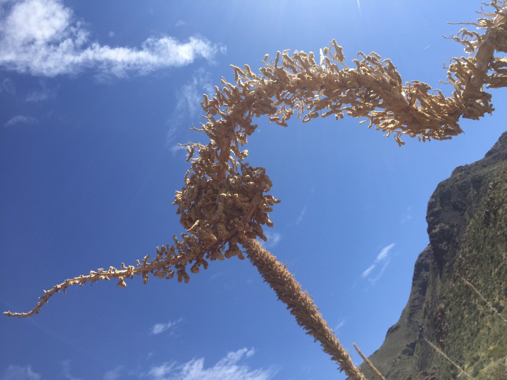 Desert Plants