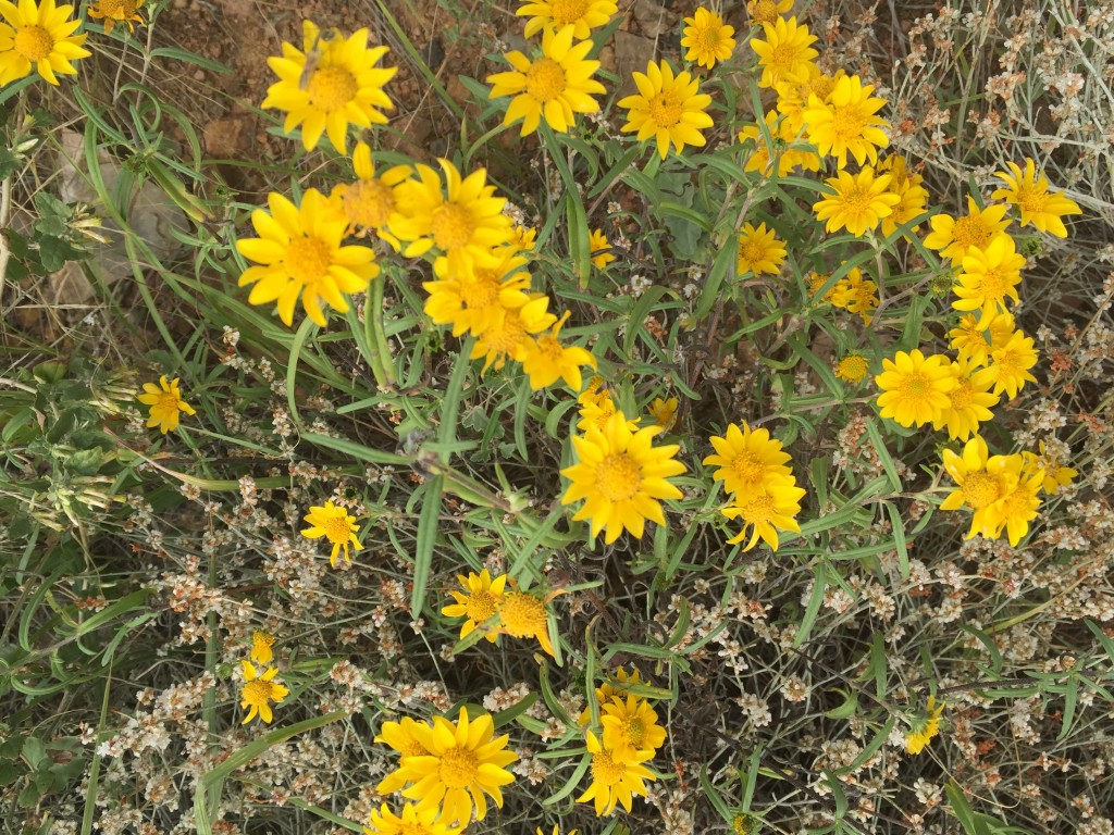 Yellow Desert Flower