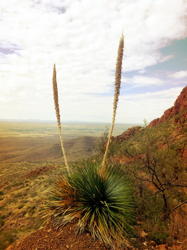 Franklin Mountains