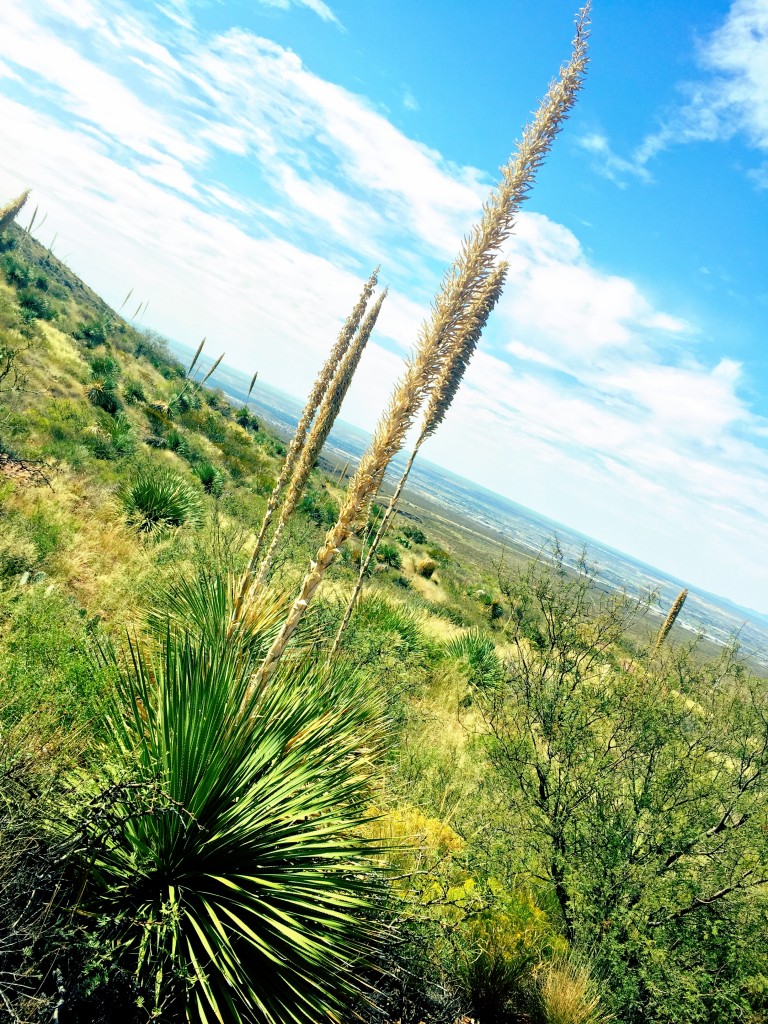 Desert View