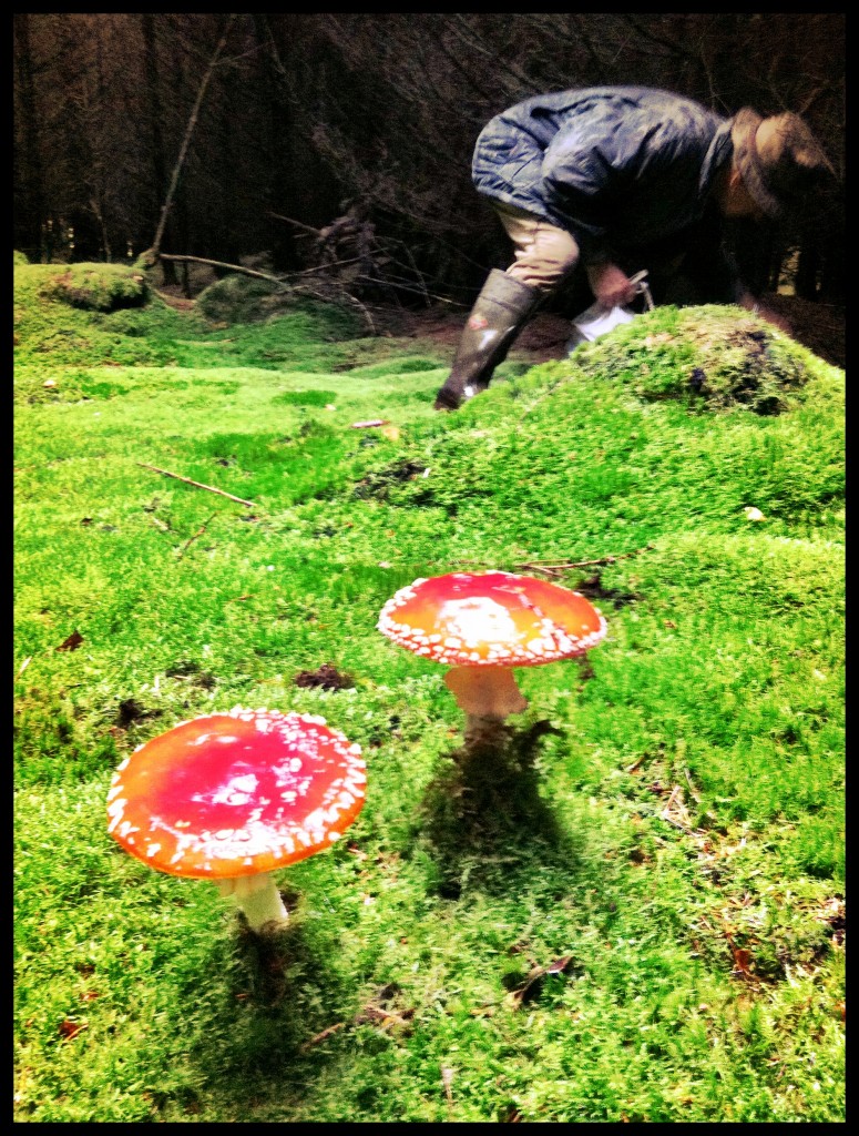 Wild Mushroom Forest
